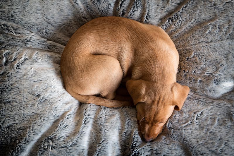 labrador puppy sleeping in bed