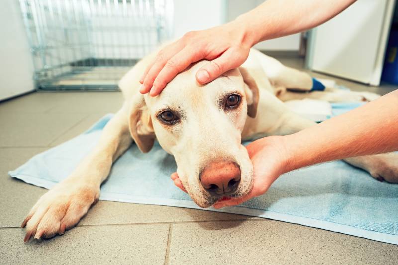 labrador retriever dog awakening from anesthesia after tumor surgery
