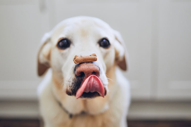 labrador retriever dog balancing bone shaped dog biscuit on his nose