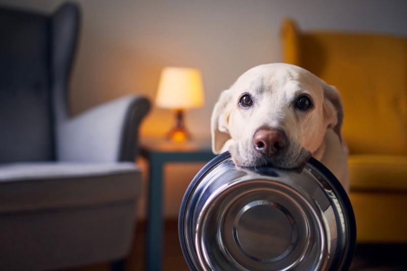 labrador retriever dog holding feeding bowl in his mouth