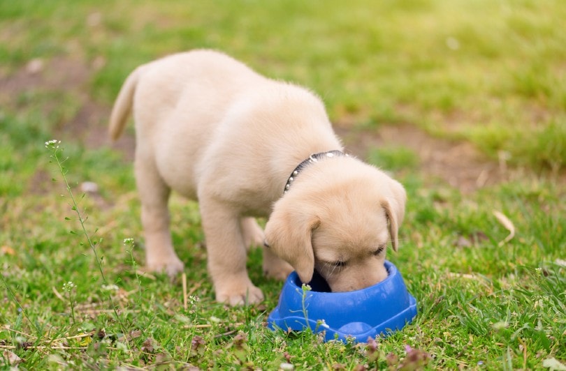 10 Best Puppy Foods for Labs in 2024 - Reviews & Top Picks – Dogster