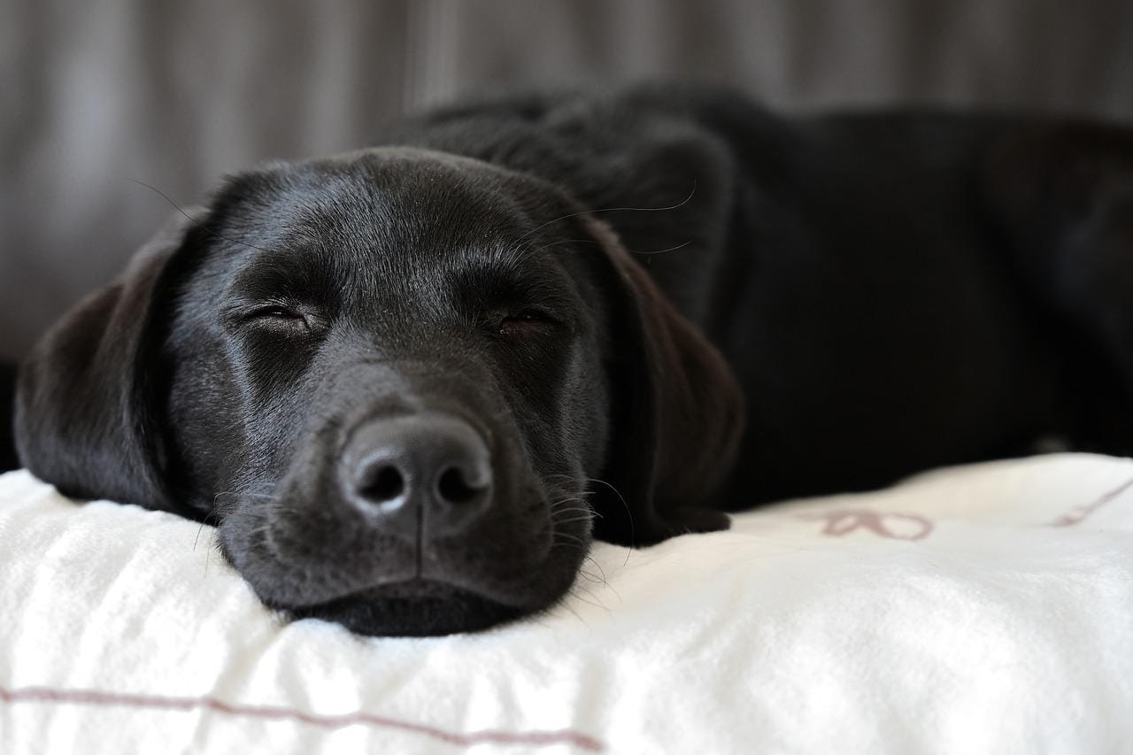 labrador-retriever-sleeping-laying