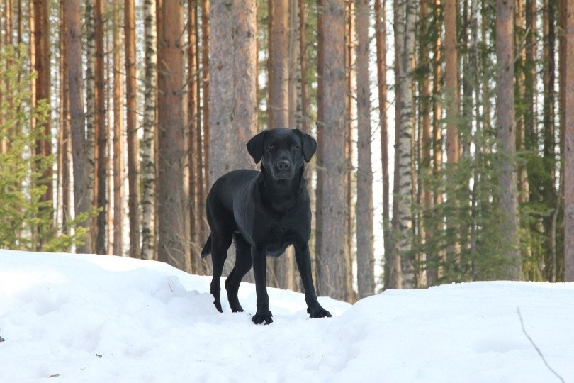 labrador retriever standing on snow