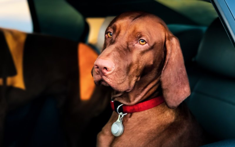 large brown dog sitting inside a car