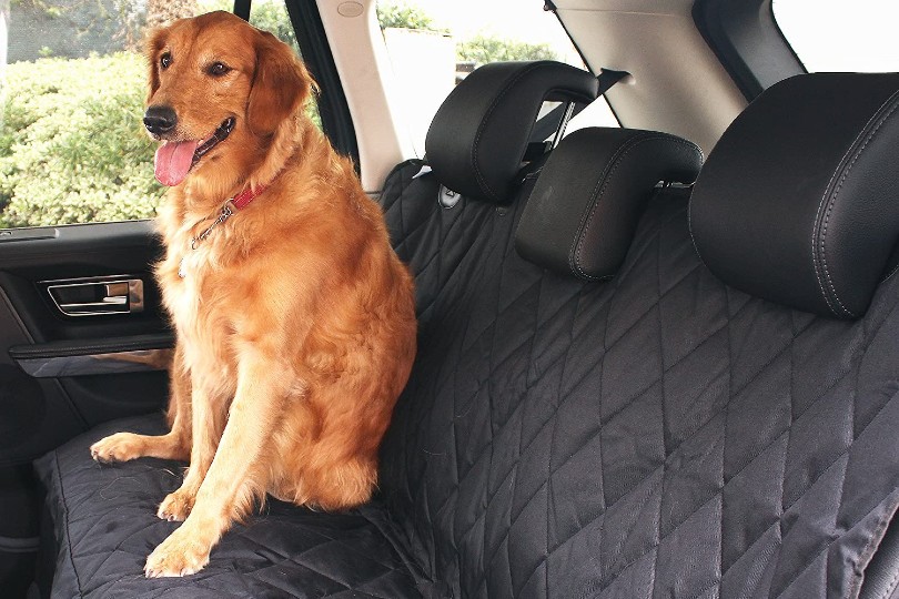 large dog sitting on car seat cover