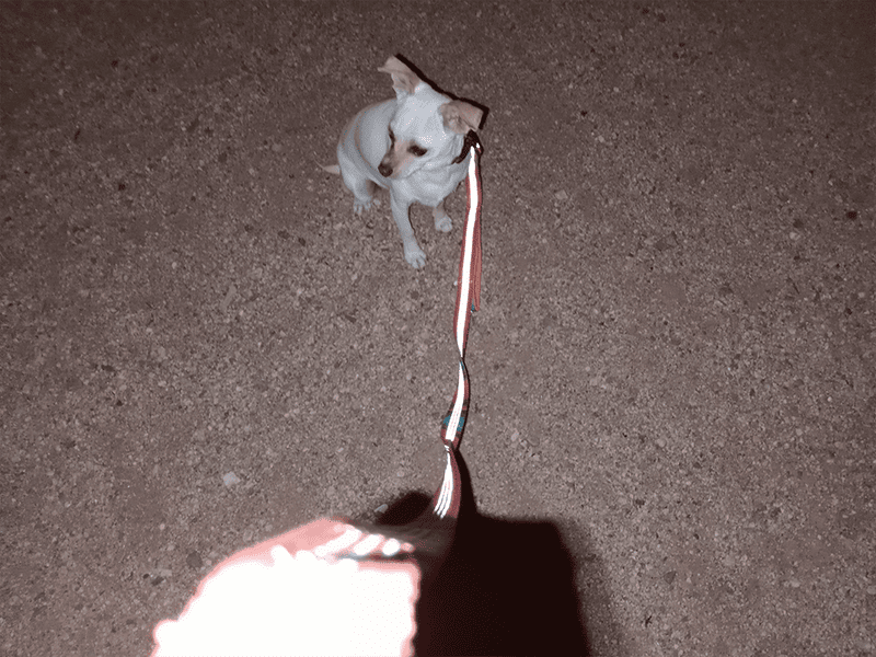 leashboss reflective leash at night