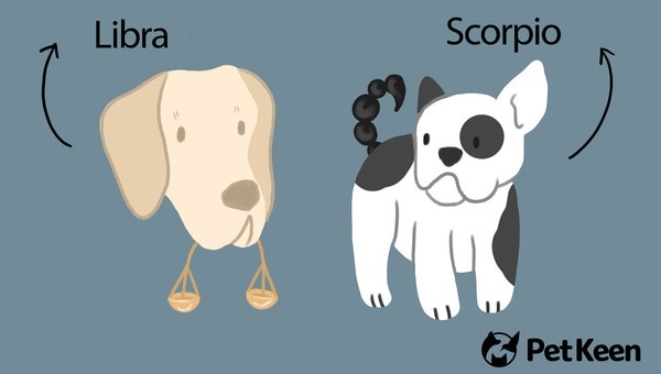 PK_What Does Your Dogs’ Zodiac Signs Say About Their Personality