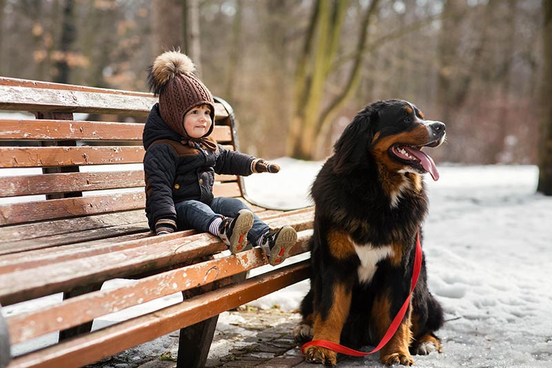 little boy sits on a bench with a bernese mountain dog