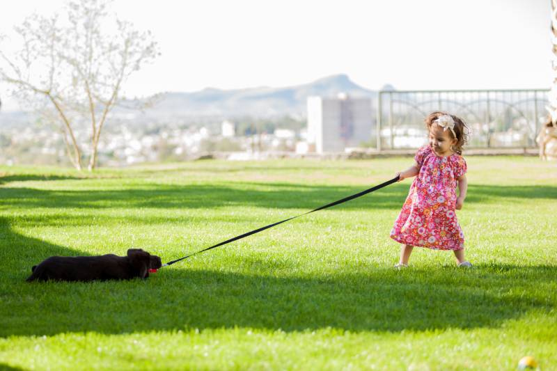 little girl pulling her dog from its leash, trying to bring it with her