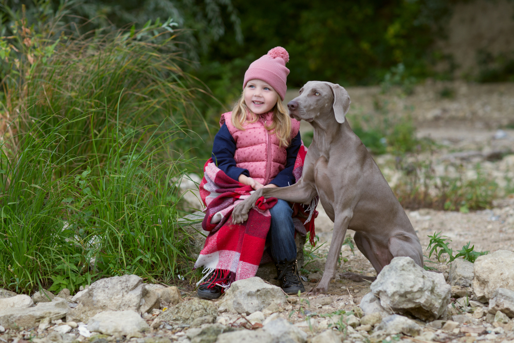 little girl with weimaraner dog outdoors