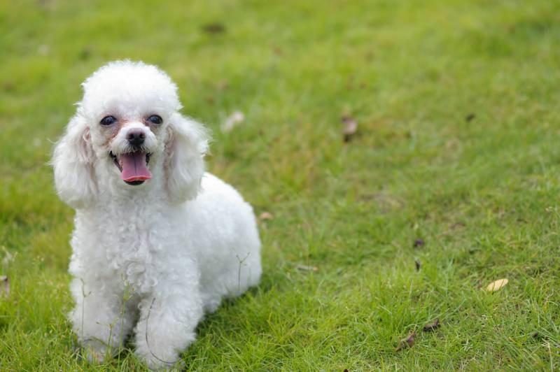 little white toy poodle dog standing on the lawn
