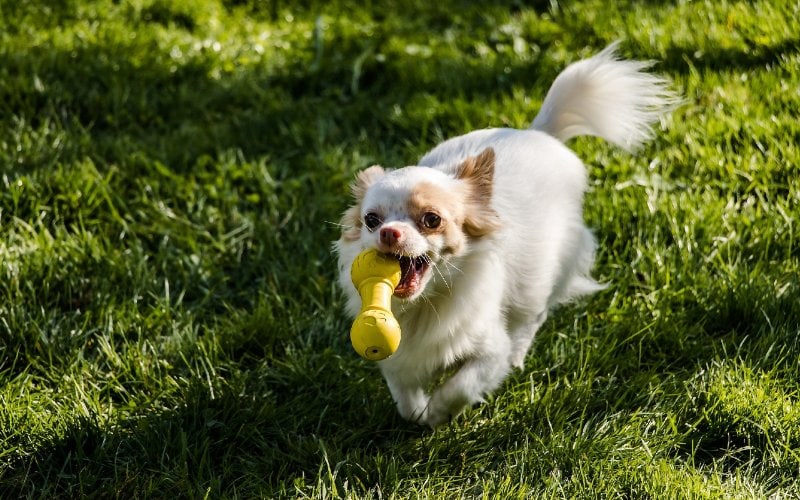long-haired chihuahua running with toy in its mouth