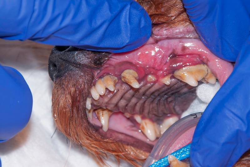 lot of tartar calculus dental in the dog on the corner teeth