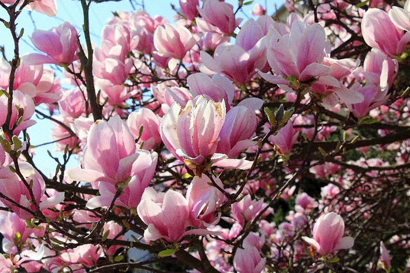 magnolia plant