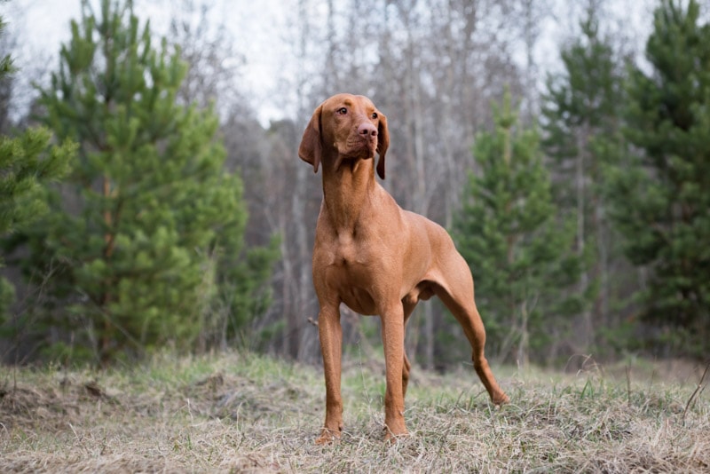 19 Bird Hunting Dog Breeds (With Pictures) – Dogster
