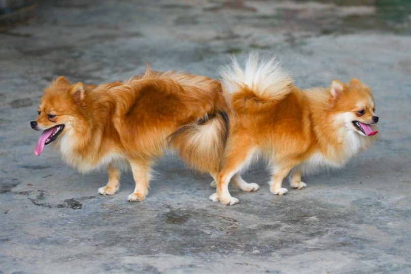 Male,And,Female,Pomeranian_curraheeshutter, Shutterstock