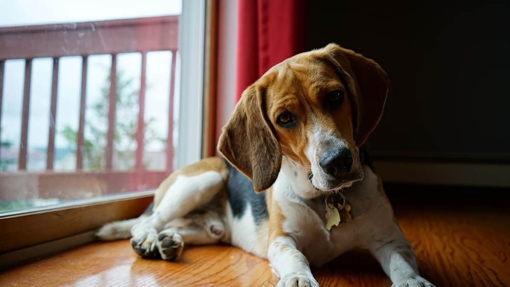 male beagle by the sliding door