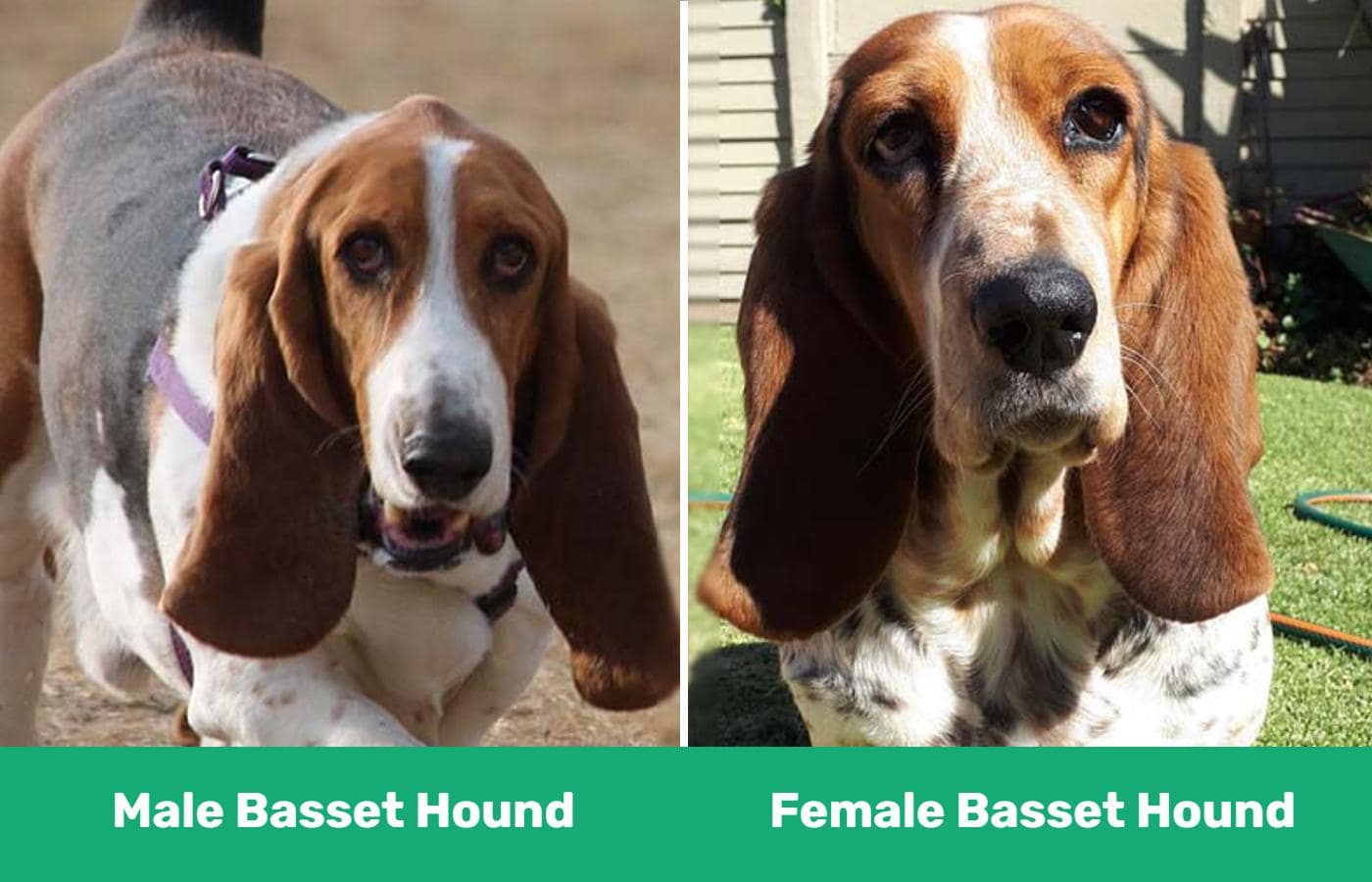 male female basset hound