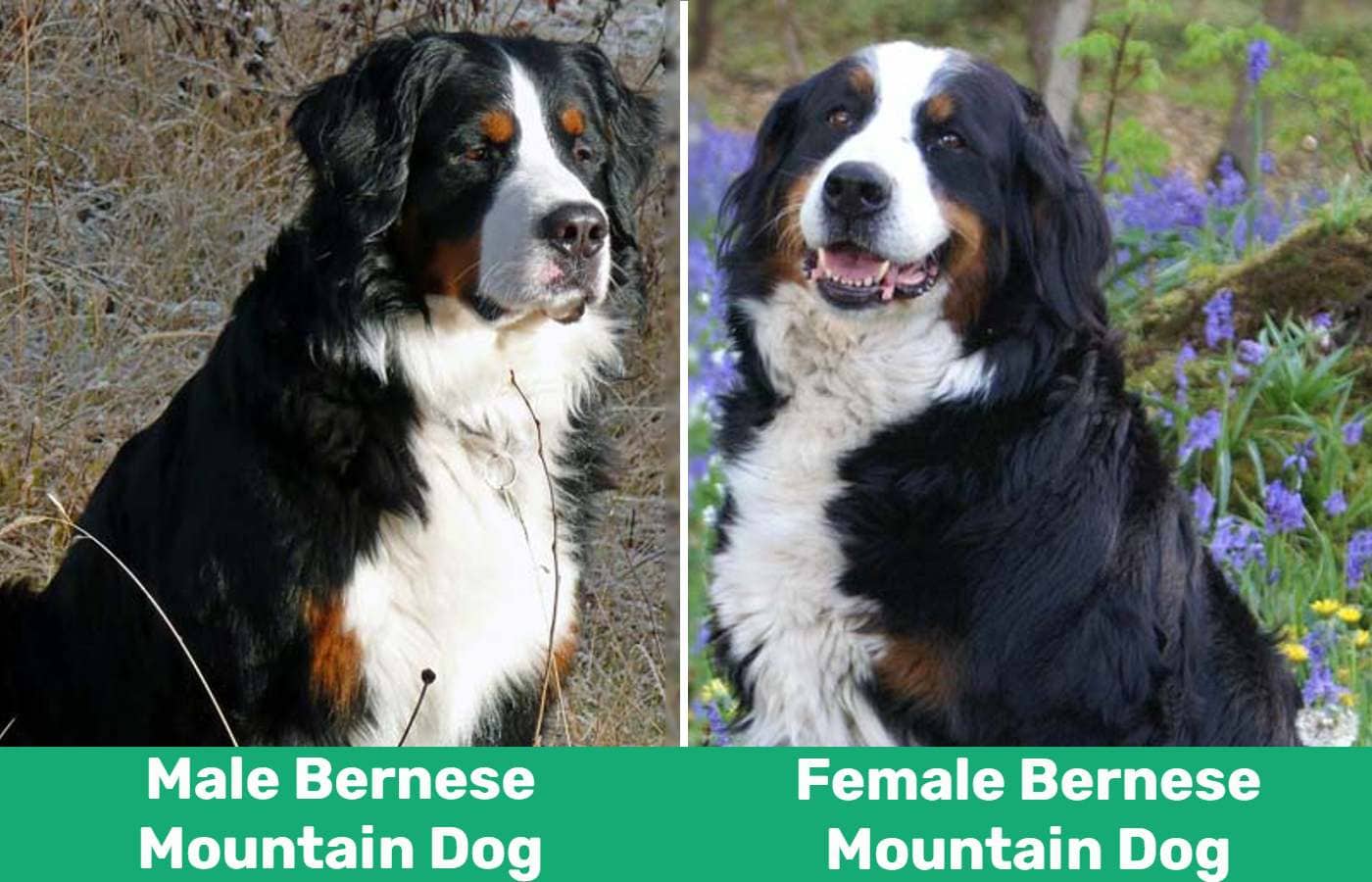 male female bernese mountain dog