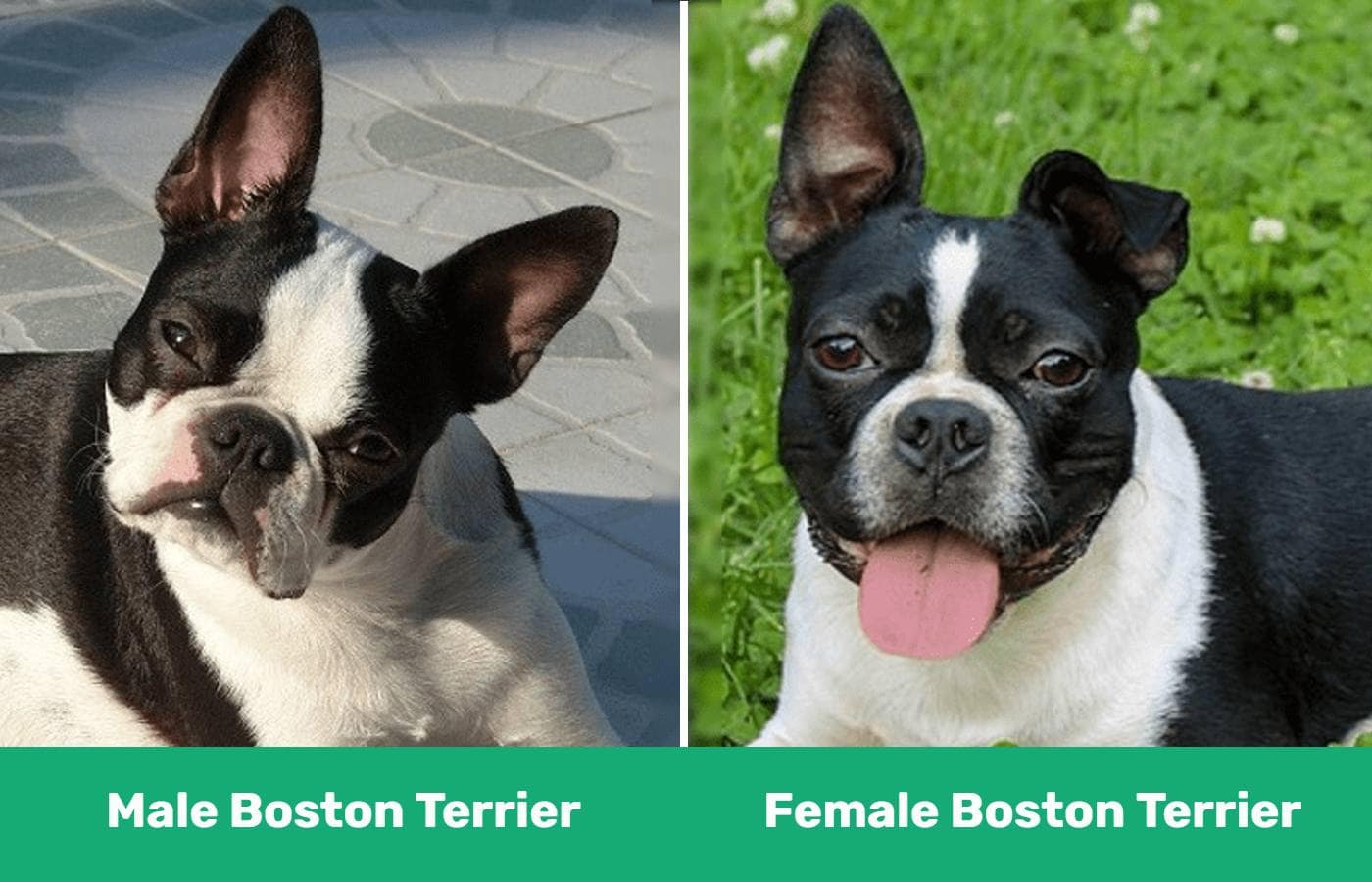 male female boston terrier (1)