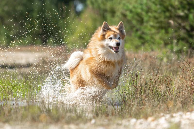 male icelandic sheepdog running through water in late summer outdoors