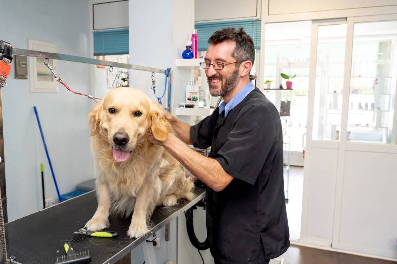 male pet groomer washing and cleaning a golden retriever dog