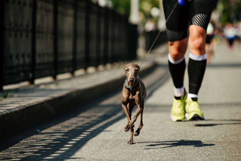 male-runner-running-with-dog-greyhound-on-leash-city-race