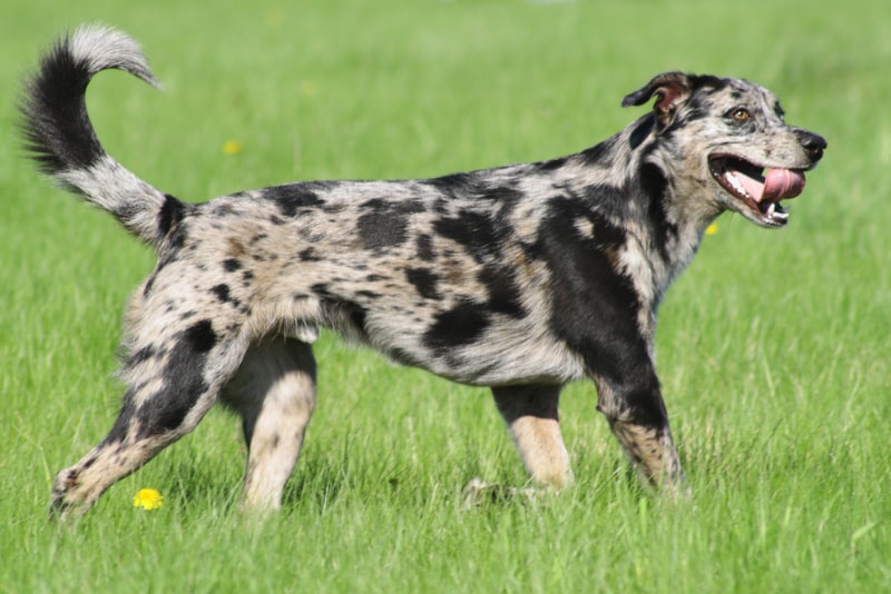 male spotted dog walking in the field