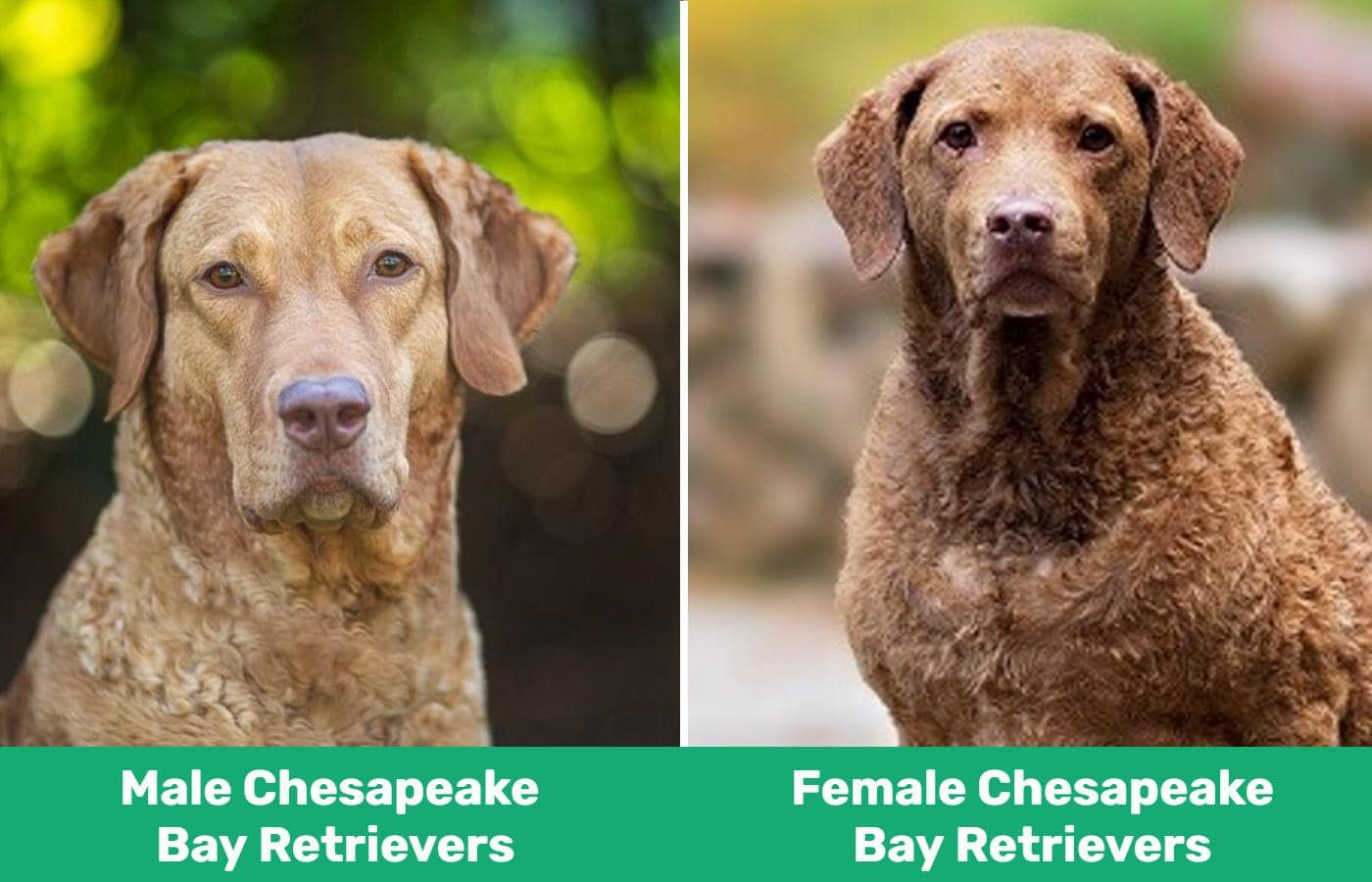 male vs female Chesapeake-Bay-Retriever - side by side (1)