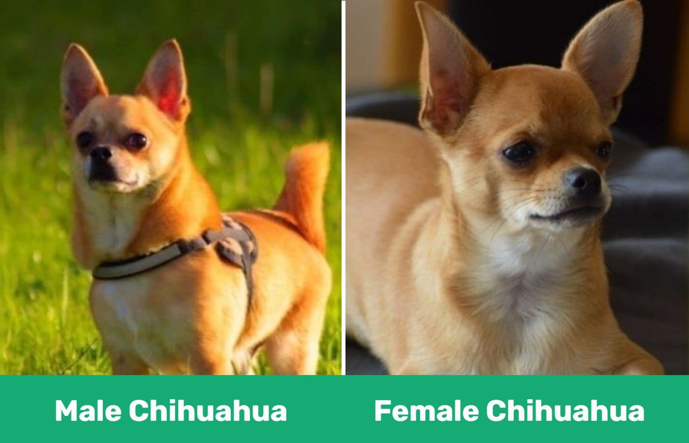 male vs female Chihuahua