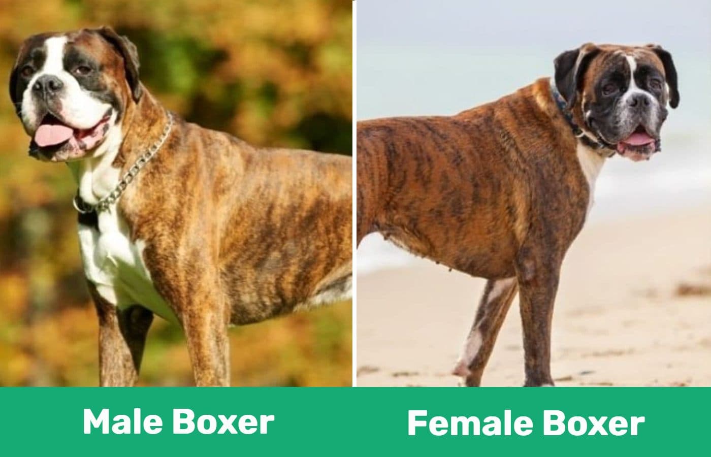 male vs female boxer (1)