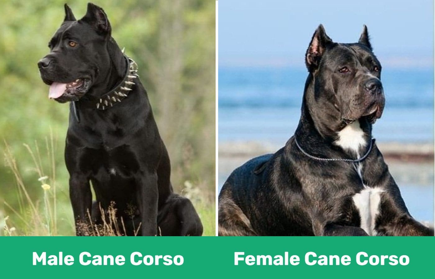 male vs female cane corso