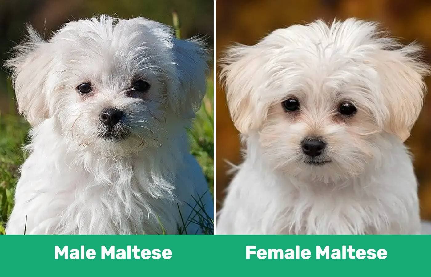 male vs female maltese side by side