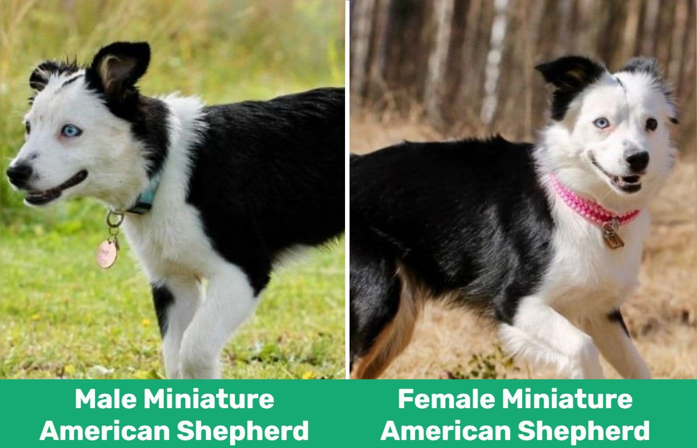 male vs female mini american shepherd