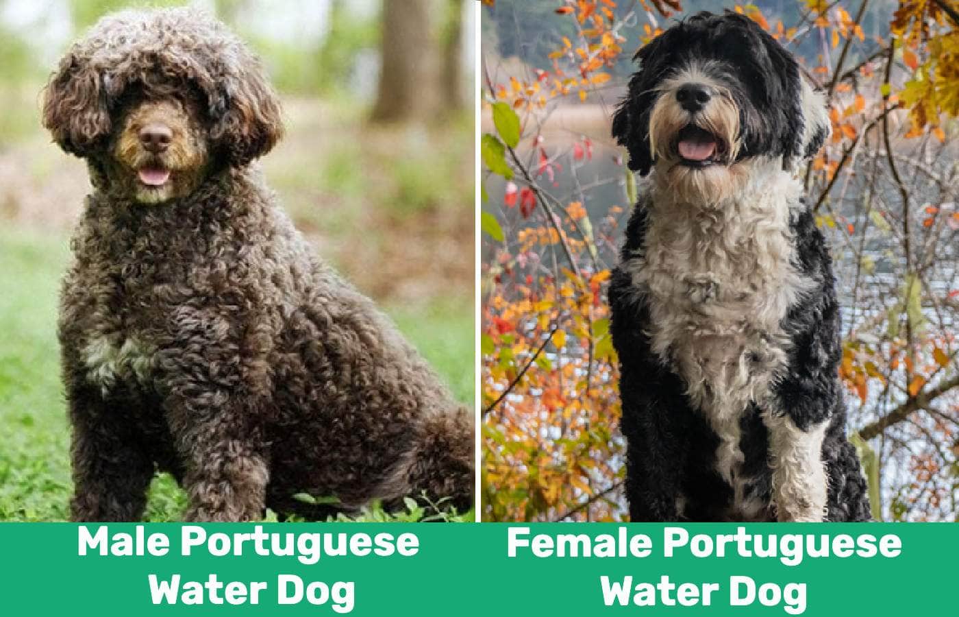 male vs female portuguese water dog side by side