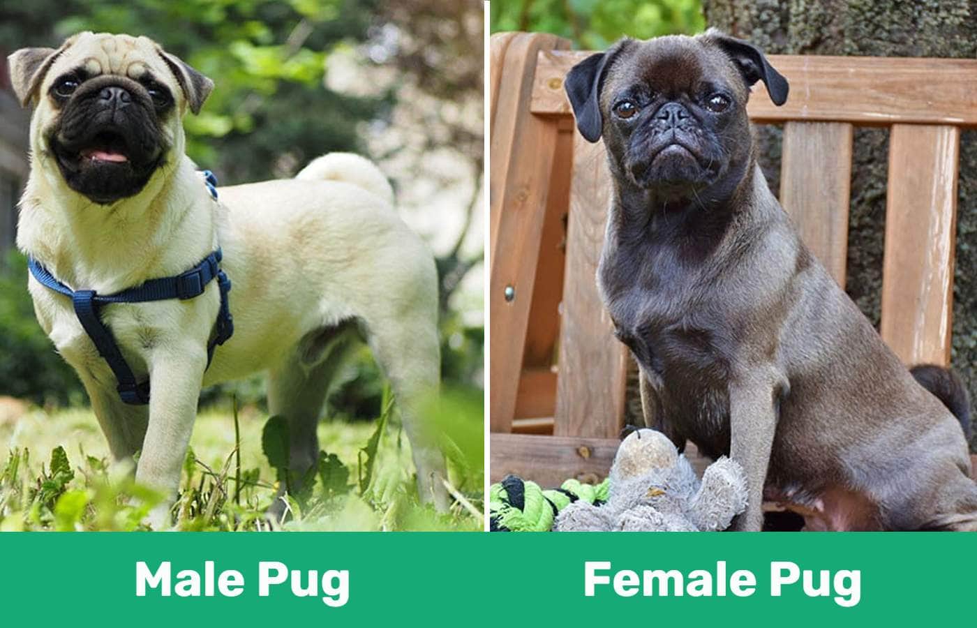 male vs female pug