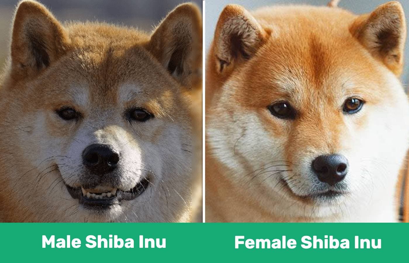 male vs female shiba inu