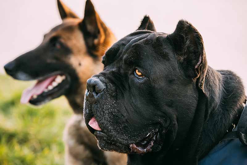 malinois and cane corso dog sitting together in grass