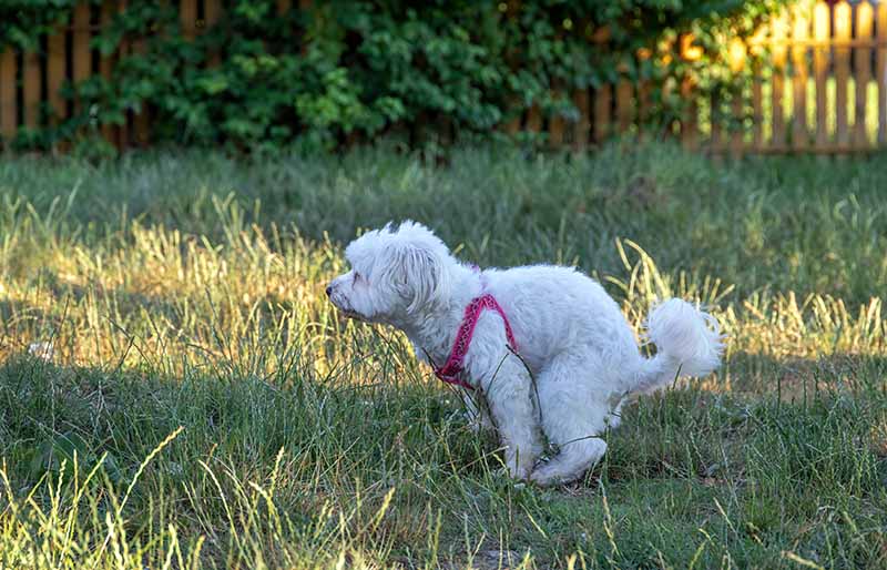 maltese bichon dog defecating in the park