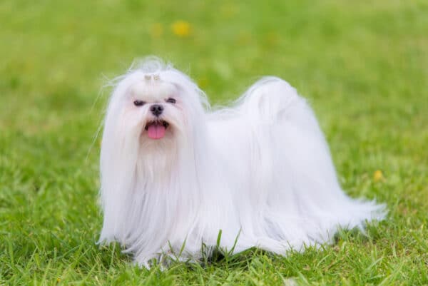 Maltese Dog Breed: Info, Pictures, Facts & Traits – Dogster