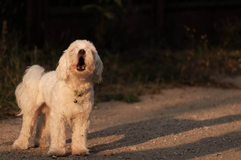 maltese dog barking in the sunset