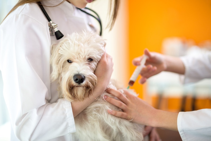 maltese dog received vaccine