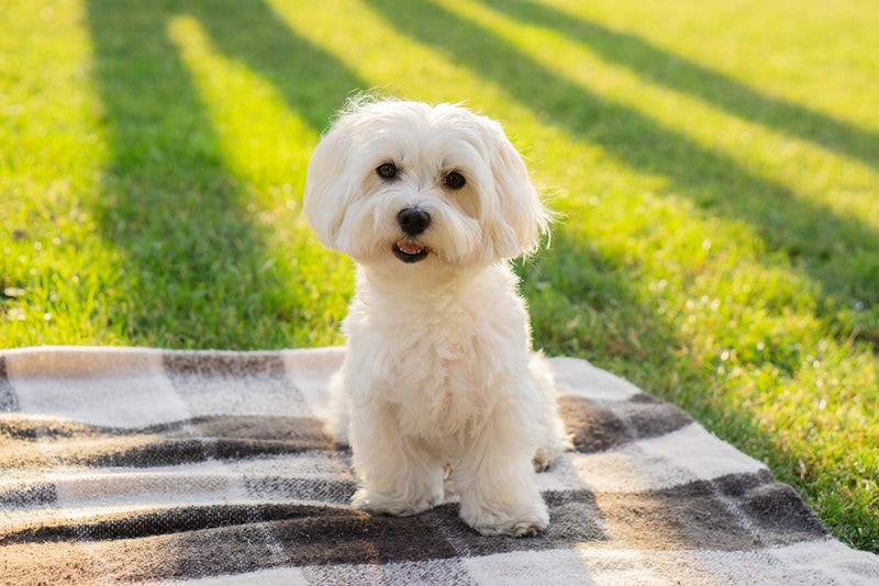 maltese dog sits on blanket