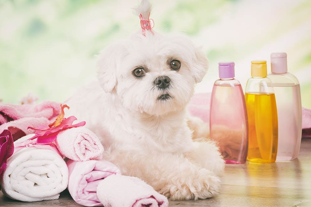 maltese surrounded with shampoo and towels