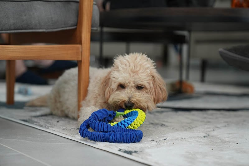 maltipoo playing with toys
