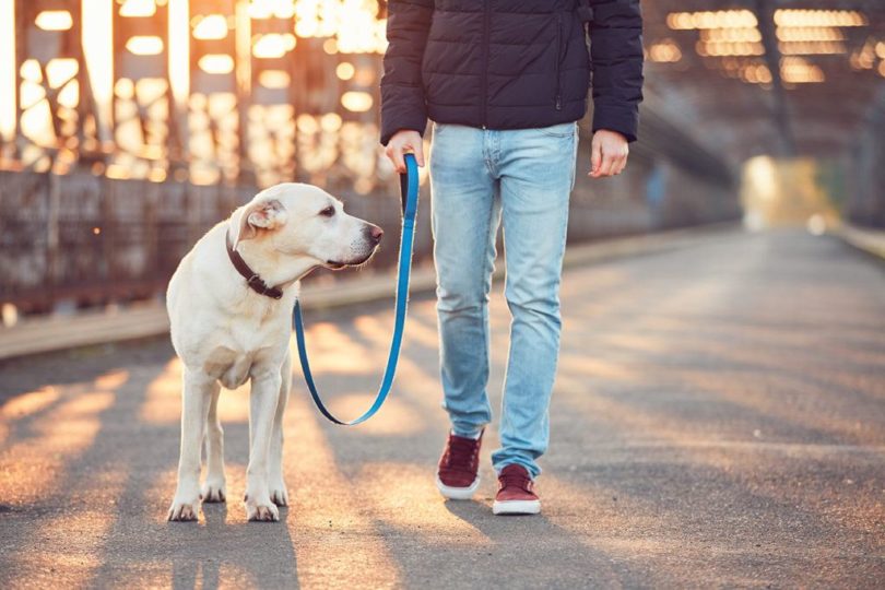man walking dog_Jaromir Chalabala, Shutterstock