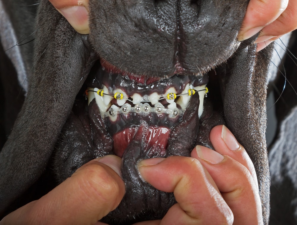 man checking his dog's teeth with braces