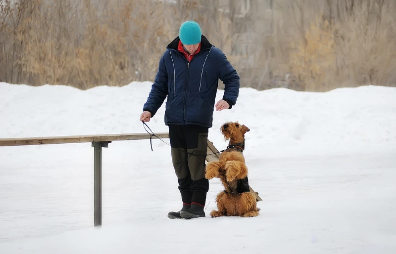 man doing dog & obedience training outdoors with an airedale terrier dog