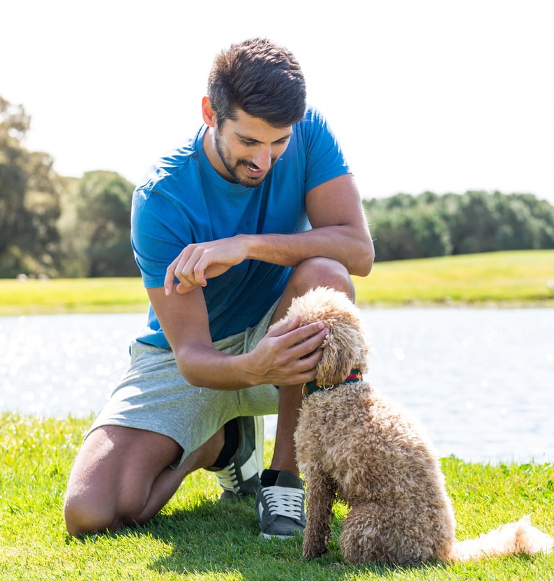 man playing with his goldendoodle dog