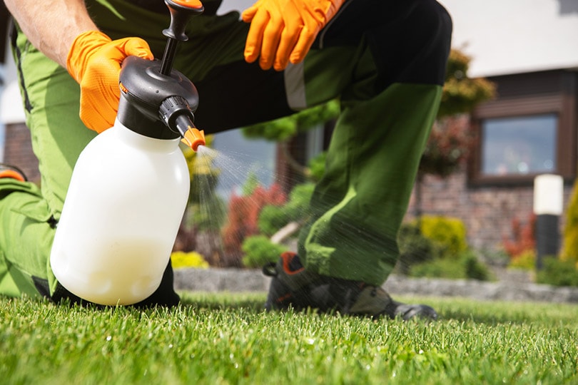 man spraying chemicals to grass lawn